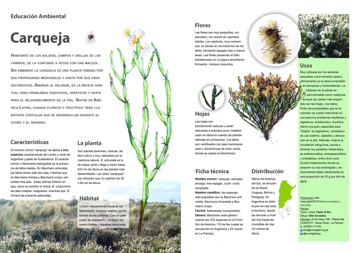 COLSECOR's tweet photo. #Carqueja, planta nativa de nuestro continente reconocida por sus propiedades medicinales. Este mes, encontrá en [#RevistaCOLSECOR] una #lámina con todas sus características. #EcoDigital @pabdatri https://t.co/O6CFZJzt6k