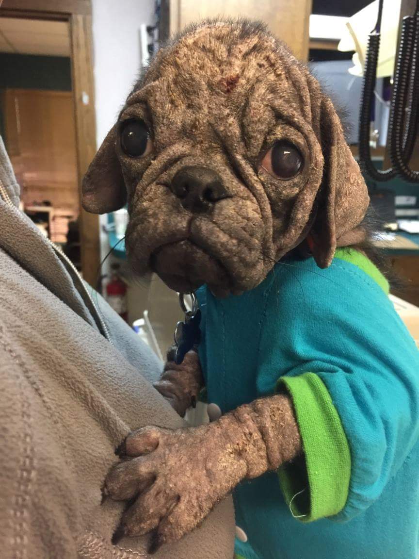pugmama4life tweet picture