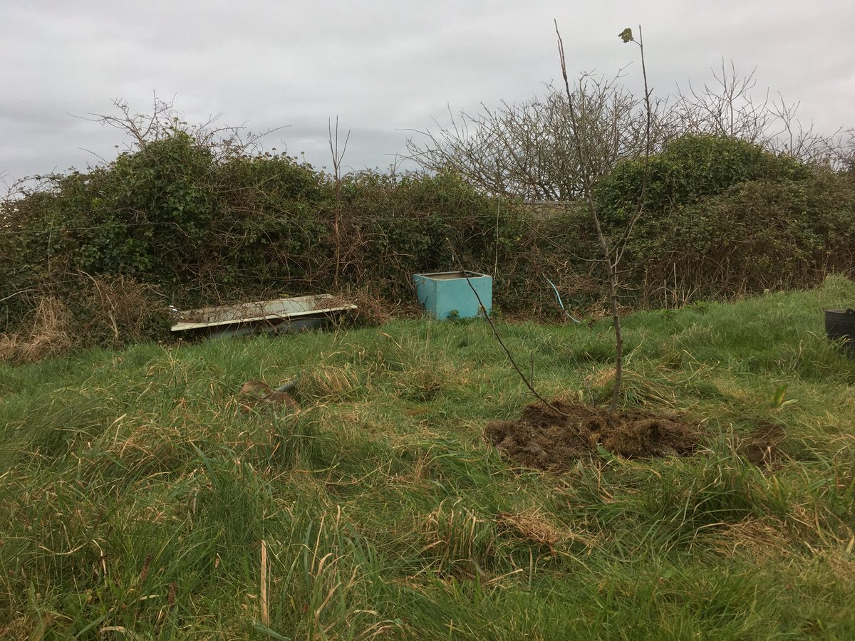 Obis apple tree planting