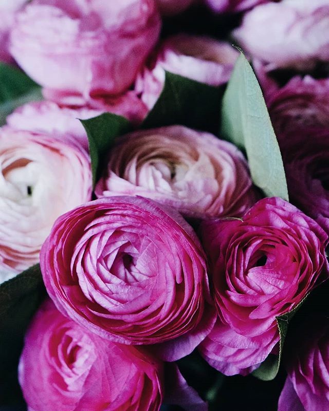 Les plus jolies... 🌸 ift.tt/2Bgfoid