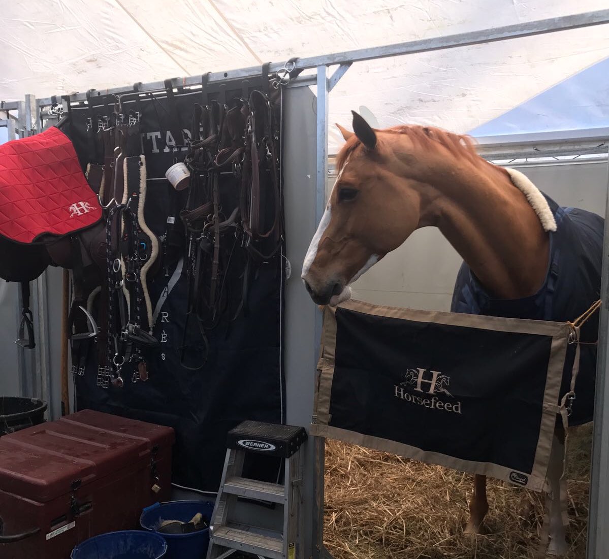 cedric_angot's tweet photo. Talent des Moitiers nous offre la troisième place de la grosse épreuve du jour ! #JumpingNantes https://t.co/y45tmPlUwV