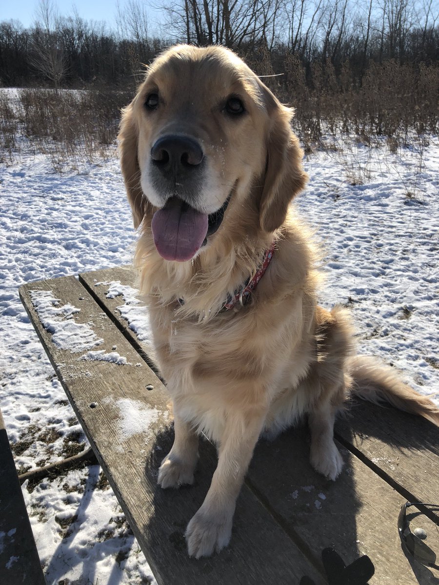 GhostRiderMark's tweet photo. @DanaPerino Sorry @danaperino. Cooper has something to say about who is Americaโs favorite dog. ๐#LifeWithCooper https://t.co/NRrmCexKHS