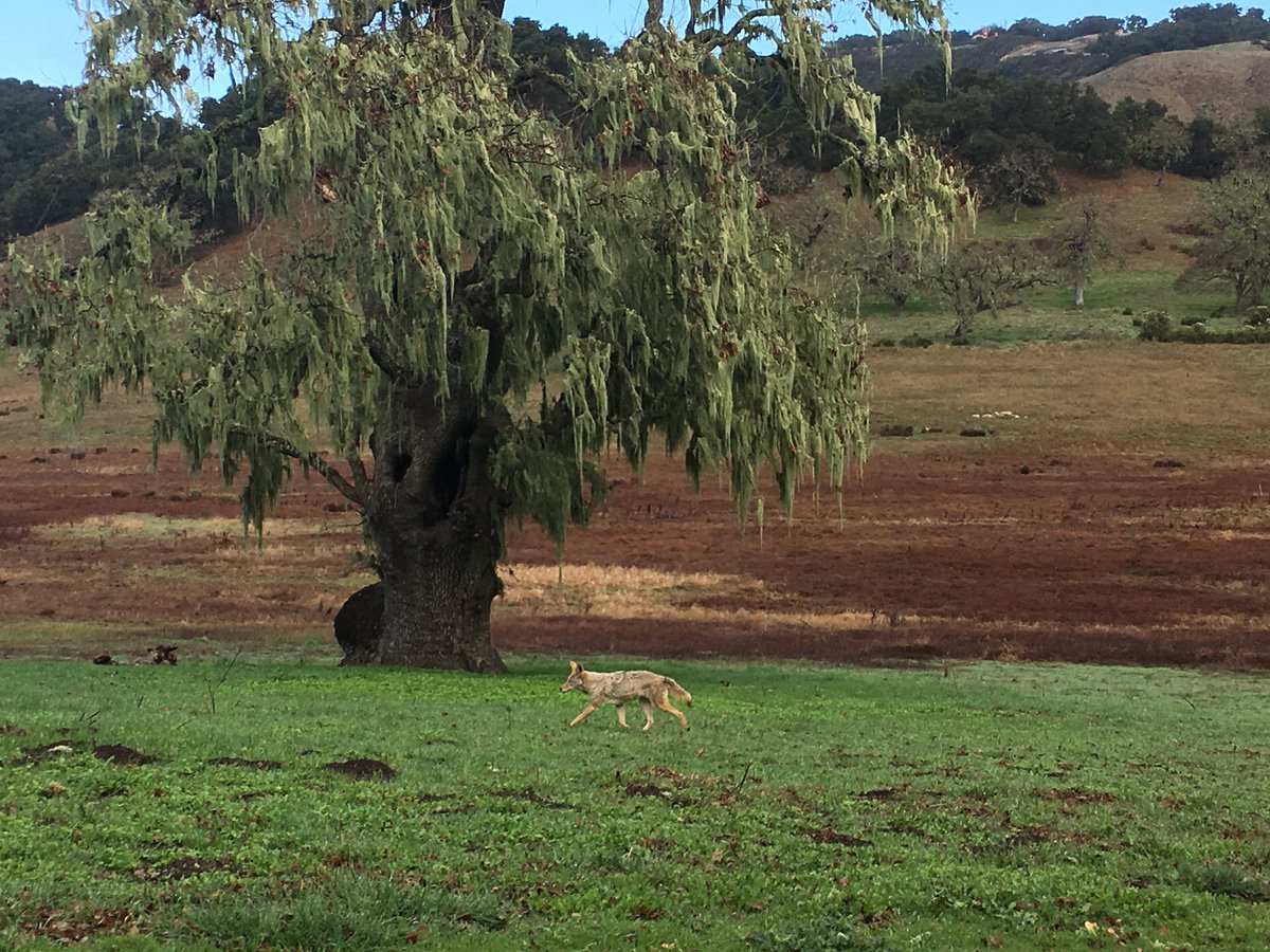 On the prowl for breakfast at the <a href="/SL_Preserve/">Santa Lucia Preserve</a>