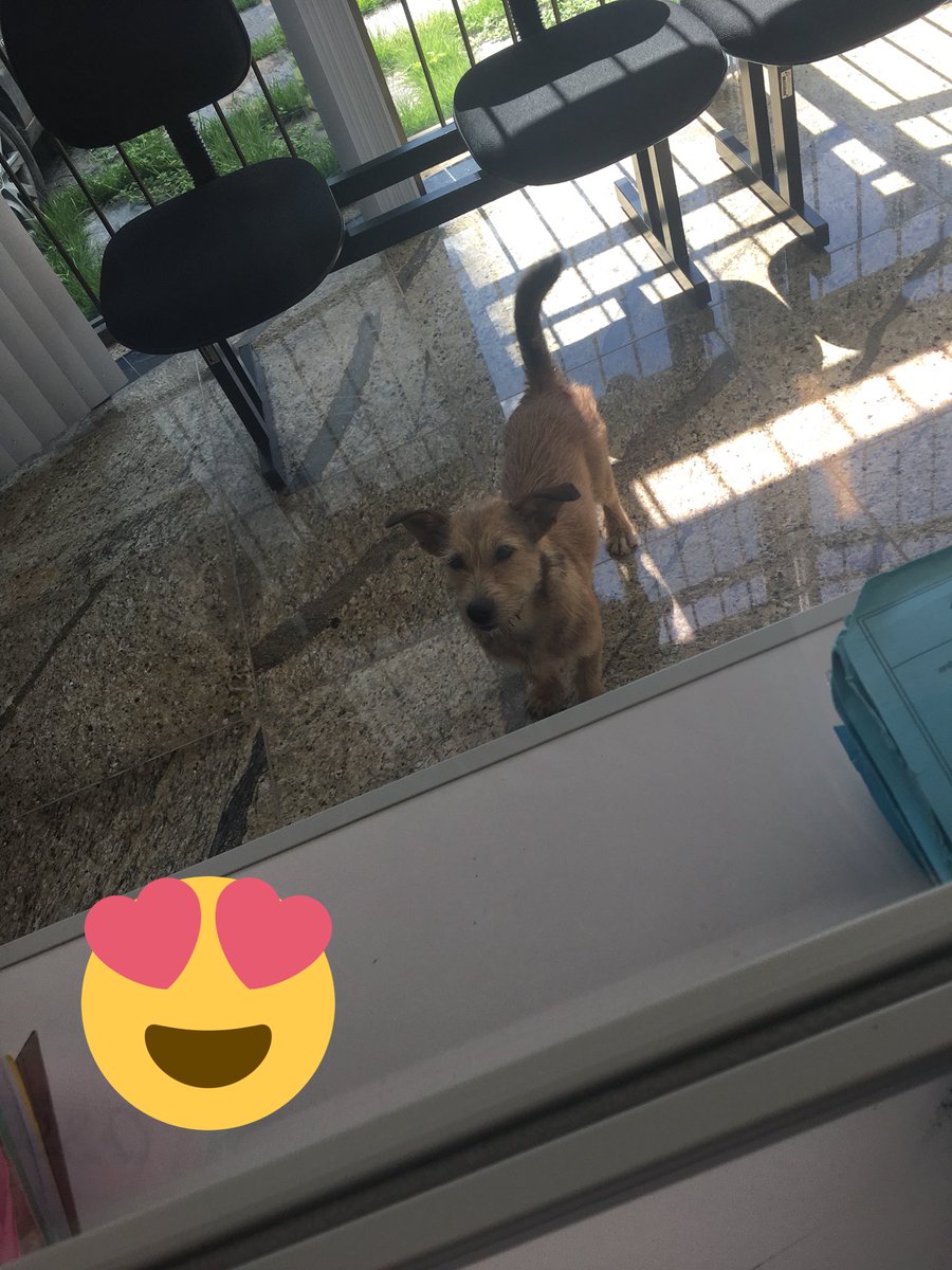chatadosgatos's tweet photo. Hoje tive dificuldades em atender o cliente na PJ Esmeraldas. Não conseguia compreender suas necessidades. Então ele apenas aceitou a água oferecida! 😉@MPMG_Oficial #Gedef #defesadosanimais #animalderua https://t.co/16n1qAhRq5