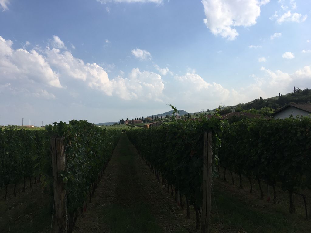 WineInterviews's tweet photo. Roccolo Grassi family owned vineyard in Italy, Verona - Amarone, Soave & Valpolicella grapes. #archive from August year #2017
https://t.co/HByzJzUGDp
#italy #verona #rocollograssi #valpolicellasuperiore #soave #amarone #winemaking #vineyard #winery #wineinterview #wineblogger https://t.co/Y0CwmGTDmS