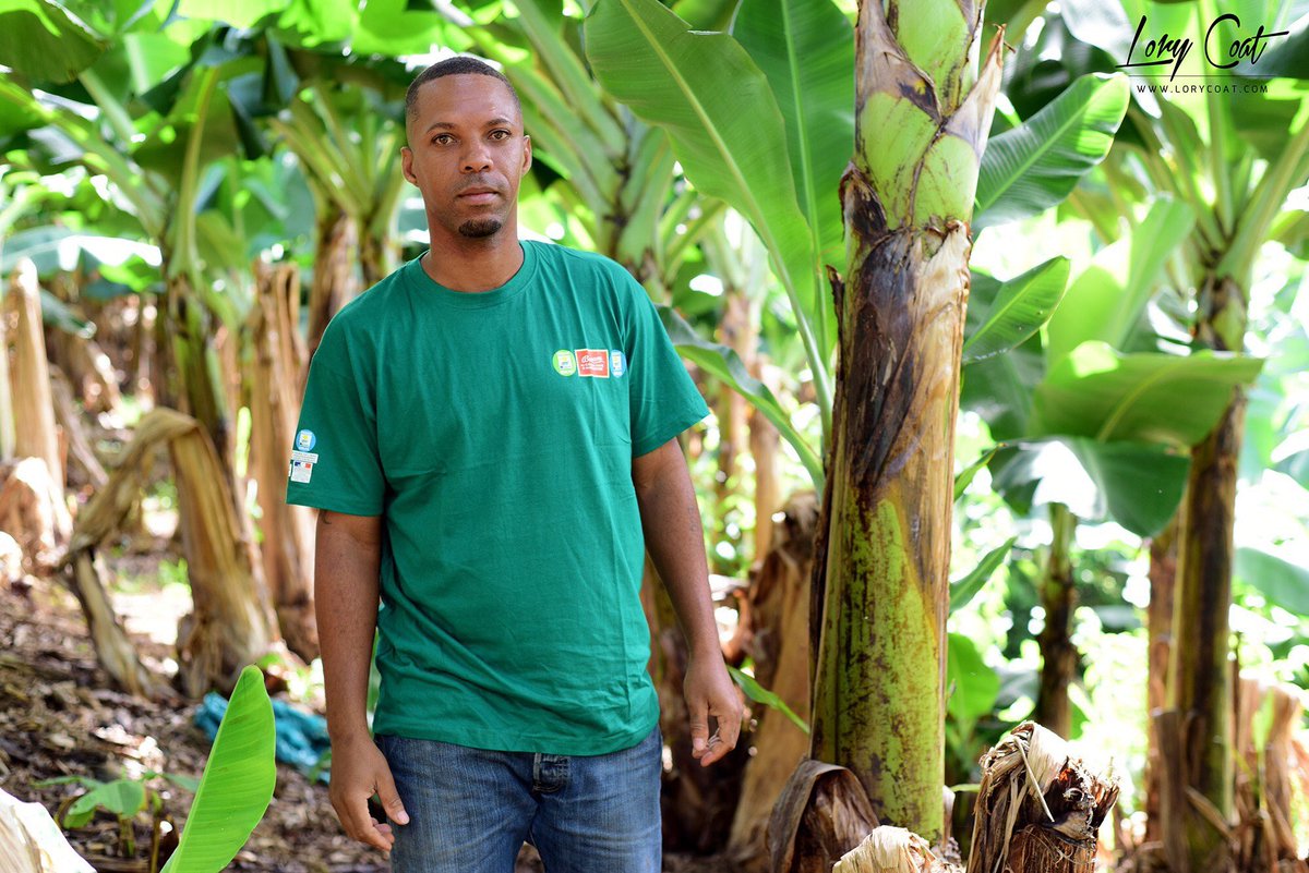 🍌 Banane de Guadeloupe & Martinique tweet media