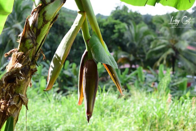 🍌 Banane de Guadeloupe & Martinique tweet media