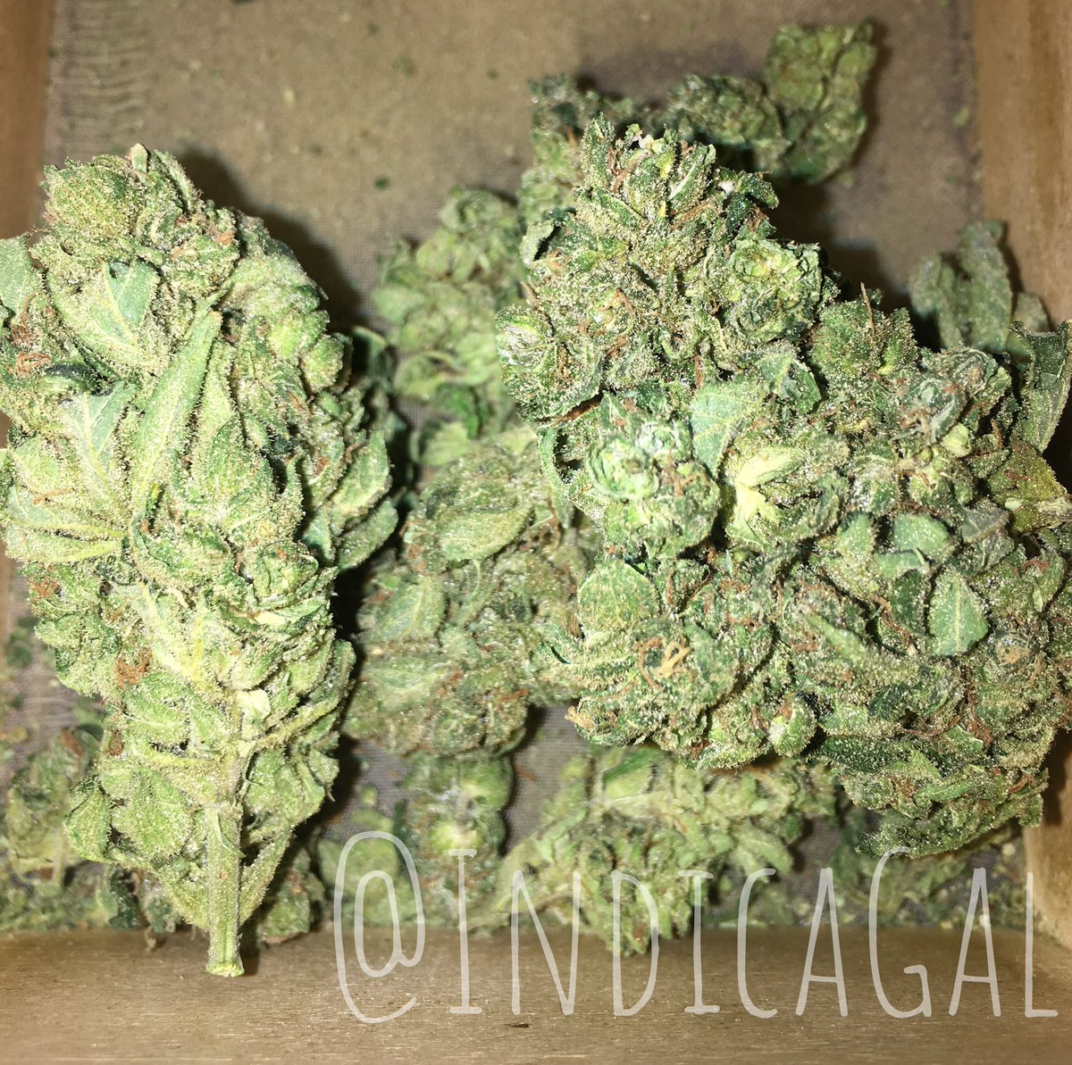 IndicaGal's tweet photo. Happy Friday y’all! 💚 It’s not #OnTheVermeer yet, firstly, it is decanted into my sifter box, then I roll or sort the mighty out on my little tray. The sifter box has paid for itself countless times over. #THC #CBD #StonerFam #staylifted #staylit #Kief  #MedicalMarijuana https://t.co/SLZN9QxXXr