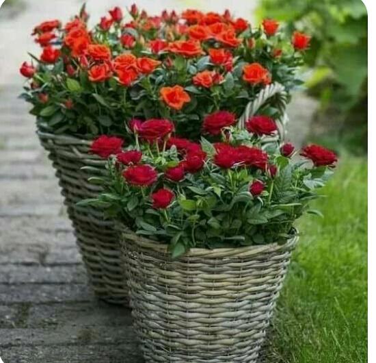 ZS___ZS's tweet photo. كل شي قابل للتغير ااالا ااالقلوب ااالنقيه. فنها لا يغيرهااا ااالوقت ولا اااالتاريخ 🙏🙏🙏
مساااااكم قلوبكم اااالنقيه 🌹🌹🌹 https://t.co/fqwE2lKrA6