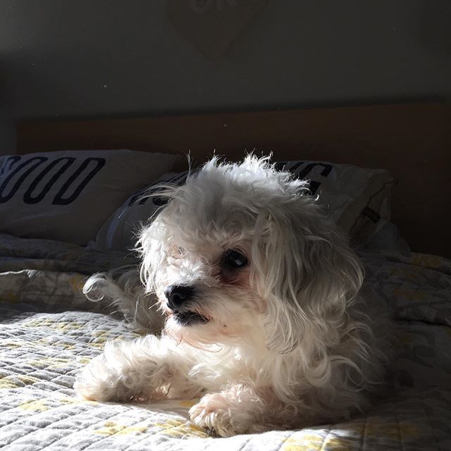 futureheirloom's tweet photo. Yikes. We haven’t posted since thanksgiving?! I gotta catch up! Things have been busy at HQ, getting the office up and running. In the meantime here’s a shot of bb Rue doing a snug. https://t.co/FSlueg2mmN https://t.co/QAnIgujttO