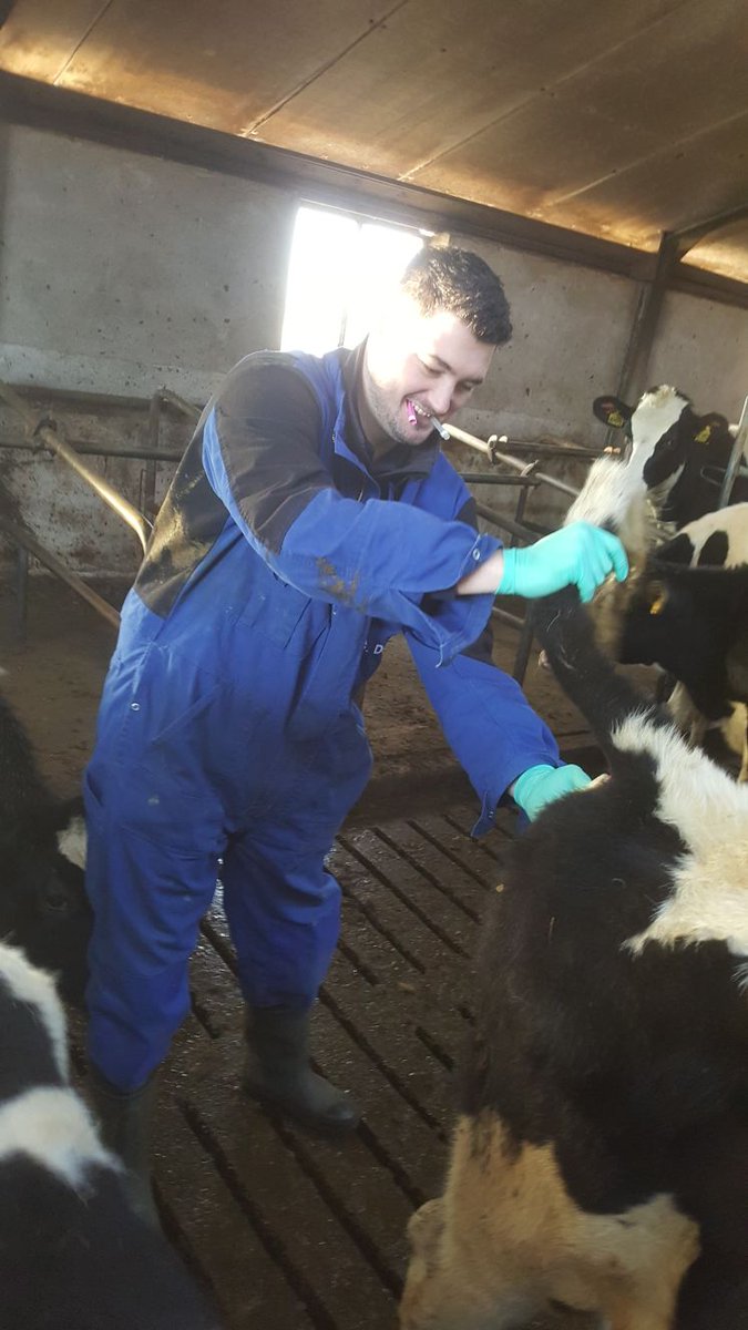 DeDierenDoc's tweet photo. Vervolgens nog 3 kalveren onthoornd en 5 pinken bloed getapt om te controleren op antistoffen tegen BVD. Dit bedrijf is vrij van deze ziekte, dus de pinken mogen ook geen antistoffen tegen deze ziekte hebben. Het bloed tappen we bij pinken en koeien uit de staartvene. https://t.co/PCfFzdmlkQ