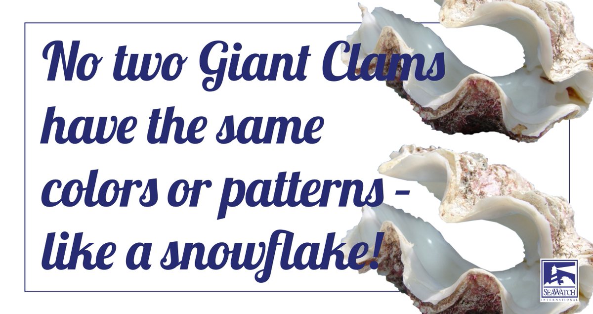 SeaWatchSeafood's tweet photo. #FunFact - Did you know that no two giant clams have the same colors or patterns - like snowflakes... or people. Just remember you're unique, just like everyone else! #Clams #SeaWatchInt https://t.co/L0h3iSPkkV