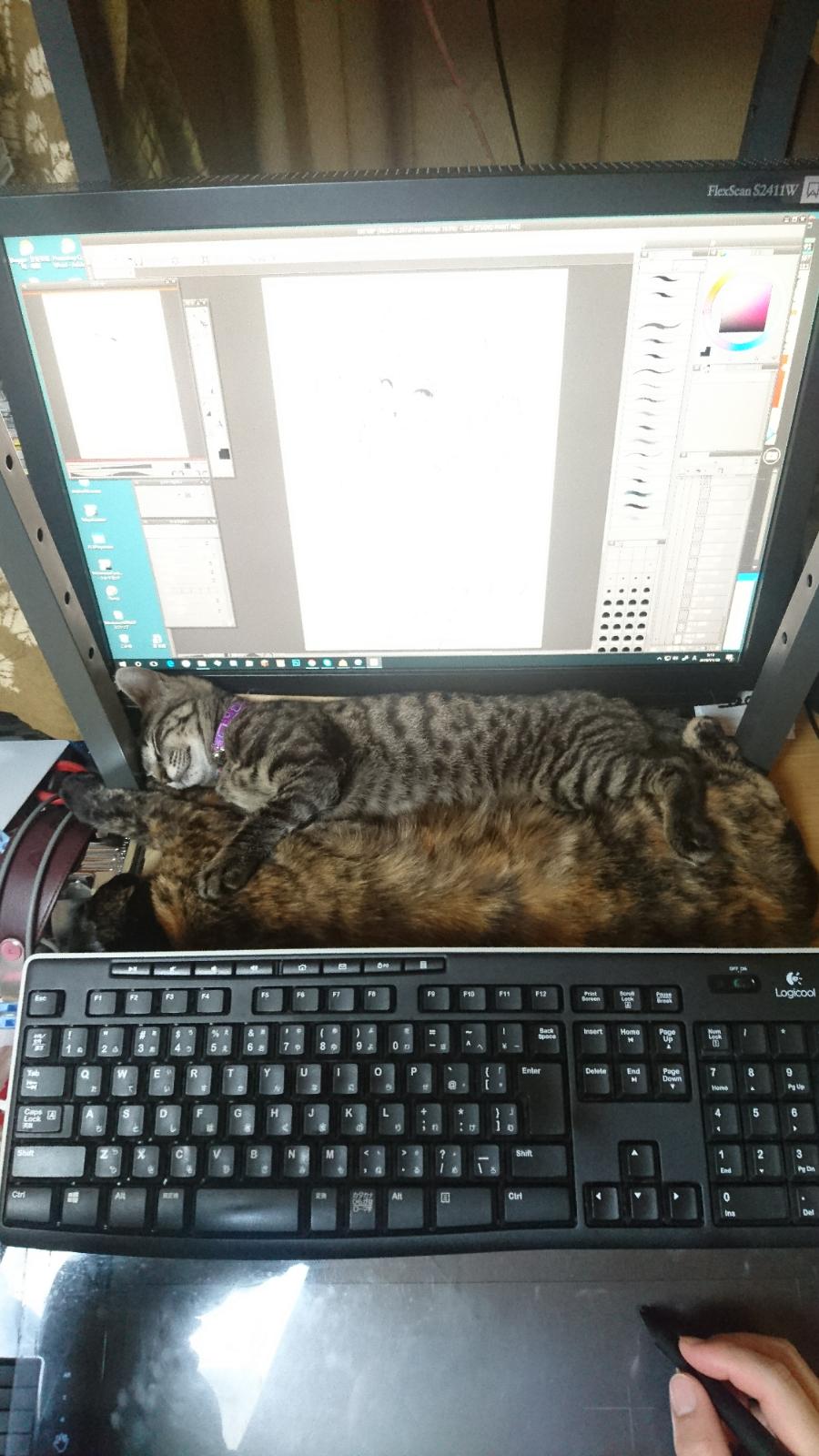 そんな狭いところが好きなの 猫が寝ているところが窮屈すぎてかわいい 話題の画像プラス そんな狭いところが好きなの 猫が寝ているところが窮屈すぎてかわいい 話題の画像プラス