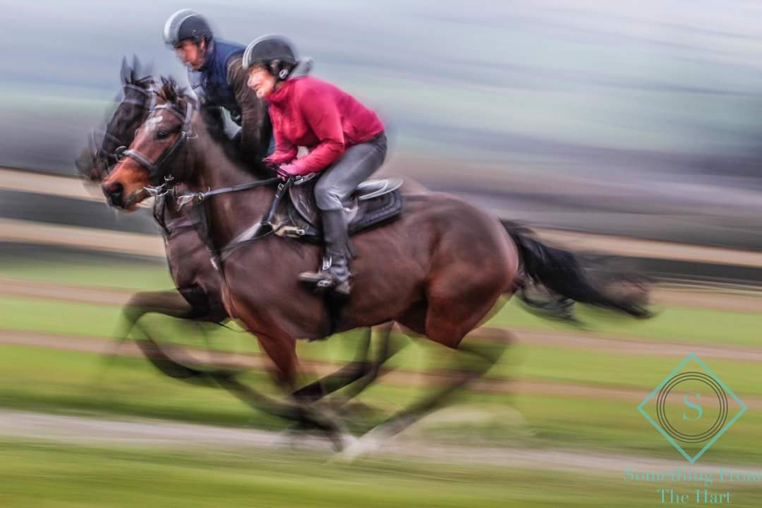 EJWicks1's tweet photo. Happy horses enjoying their new @stridefree exercise saddles!! #newcustomer #horseracing #thoroughbreds #stridefree #winwithstridefree https://t.co/ZTjFeBFC8B