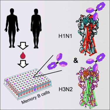 mmw_lmw's tweet photo. #MemoryB Cells in Humans | Group1 & 2 Influenza A: while CrossReactive Serum Antibodies are Uncommon abundant Memory Cells are found | SteveHarrison @HarvardMed @immunityCP https://t.co/XMickgEZ7k https://t.co/IW75fHyUJ4