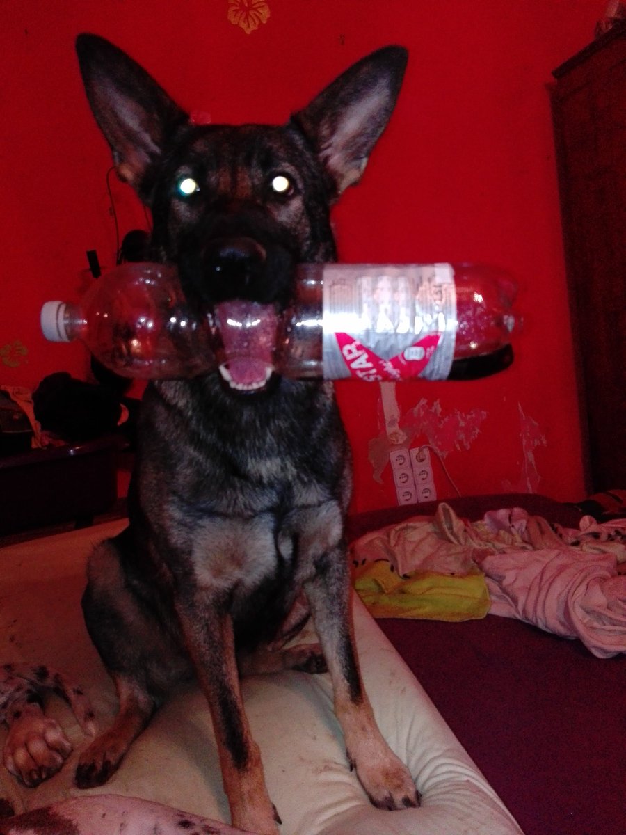 ramblingducky's tweet photo. When you've worked on the retrival task of getting Hooman a big bottle with various contents of swashing coke just a few times before Hooman had to stay in the hospital
And now they're back and you acted it first try.
Proud Shredder moment
#servicedog #tasktrained https://t.co/2WPBL9swvc