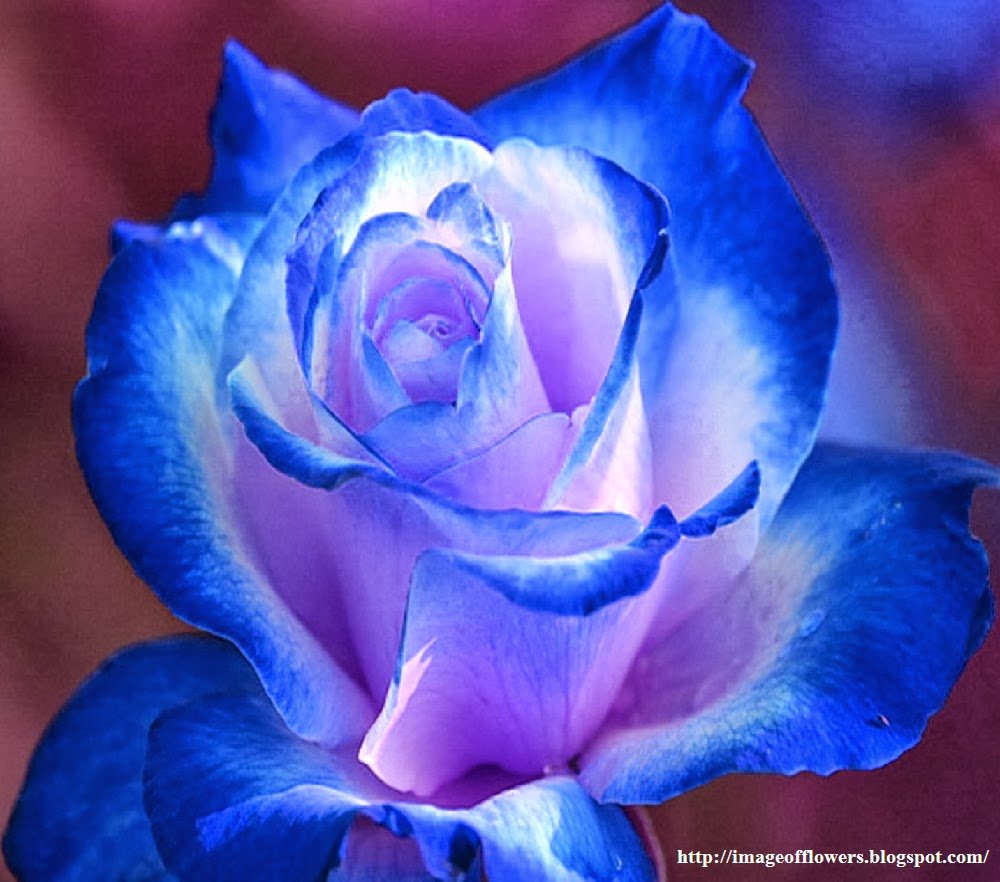 💜🌸💜🌸💜🌸💜🌸💜🌸💜🌸💜🌸💜🌸💜🌸💜
    🌸Wish all my dear true friends a beautiful happy weekend🌸
           🌸and want to say thanks for your likes and rt`s🌸
               🌸 many blessings 🙏and love ❤️🤗😘