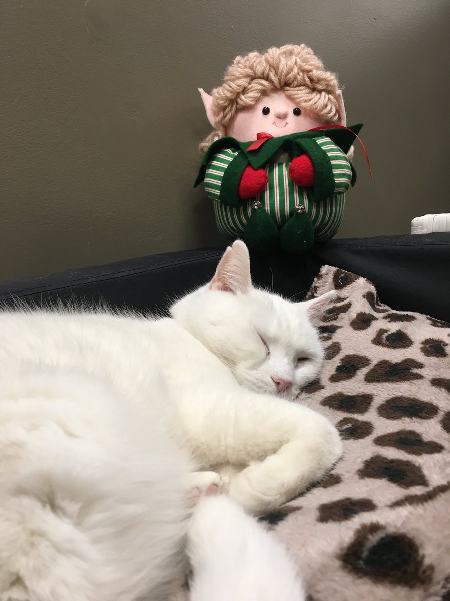 Jenn_Galm's tweet photo. Friendly elves, curious cats, free WiFi, delicious drinks? A purrfect combination! Co-owner Nicole Niska, @pawsthecatcafe creates a relaxing environment for students to “come in and bond with the cats.” #pawsthecatcafe #teamelfin #elfinaround #bcsc202a https://t.co/CpLdNJS2Bb
