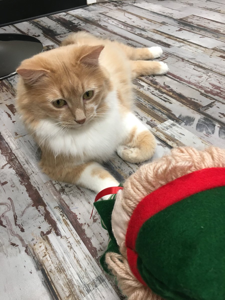 Jenn_Galm's tweet photo. Friendly elves, curious cats, free WiFi, delicious drinks? A purrfect combination! Co-owner Nicole Niska, @pawsthecatcafe creates a relaxing environment for students to “come in and bond with the cats.” #pawsthecatcafe #teamelfin #elfinaround #bcsc202a https://t.co/CpLdNJS2Bb