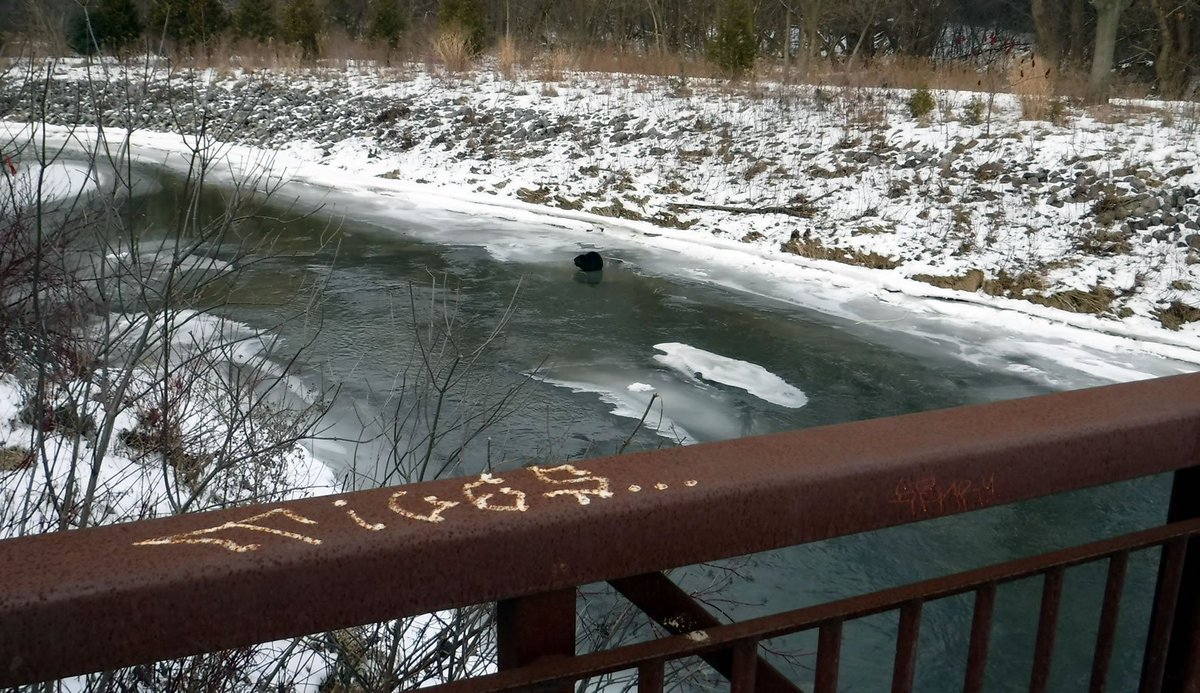 rudydotca's tweet photo. whoa, check out this huge beaver
#DonRiver #ETSeton https://t.co/njxDm3IpUW