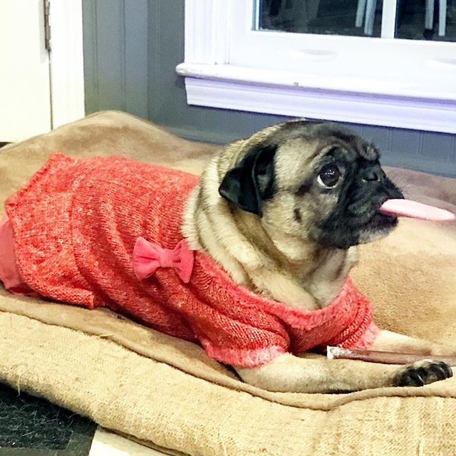 PopPugPeoBlog's tweet photo. Action shot of her tongue 👅 .
.
.
.
#petuniapug #pug #pugs #pugstagram #pugsofimstagram #dog #dogs #dogstagram #dogsofig #dogoftheday #dogsofinstagram #atlanta #georgia #blog #blogger #puglife #pet #petoftheday #petstagram #tongue #lick https://t.co/Pafc57efC9 https://t.co/meDqMRuFeH