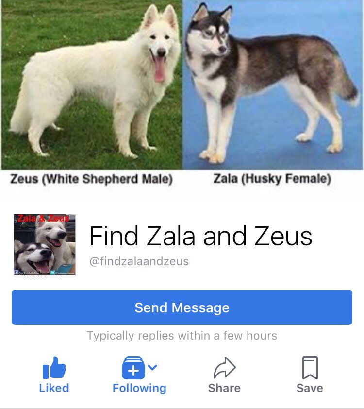 Head over to the Zala &amp; Zeus Facebook page for full information!! #dogsoftwitter #PleaseHelp #MissingDogsUK