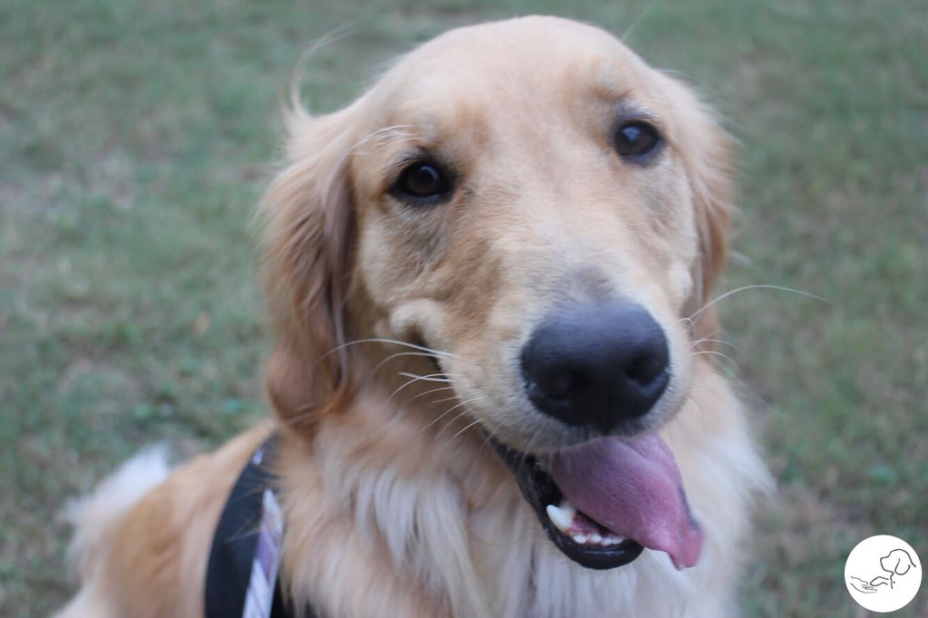 paws4vets nonprofit tweet media