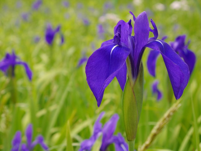 株式会社オノウエ印刷 على تويتر 杜若色 かきつばたいろ カキツバタ 杜若 の花のような色 あざやかな紫みの青 カキツバタは アヤメ科の多年草 葉はアヤメより広い ５ ６月ごろ濃紫色の大きな花を開く 杜若色 杜若 カキツバタ