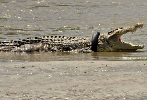 Milenio's tweet photo. Cocodrilo lleva un aΓ±o con llanta en el cuello... podrΓa morir de asfixia https://t.co/QBSjc9KFuY https://t.co/3uKWEzoOa7
