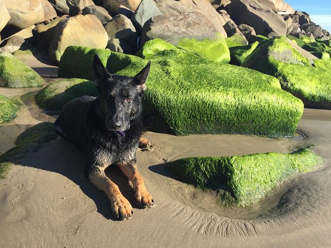 petcareanytime's tweet photo. Animals know instinctively how to self-select various plants to help them stay fit and healthy. https://t.co/w2JOYVc7kc #doglife https://t.co/fhShC54xiL