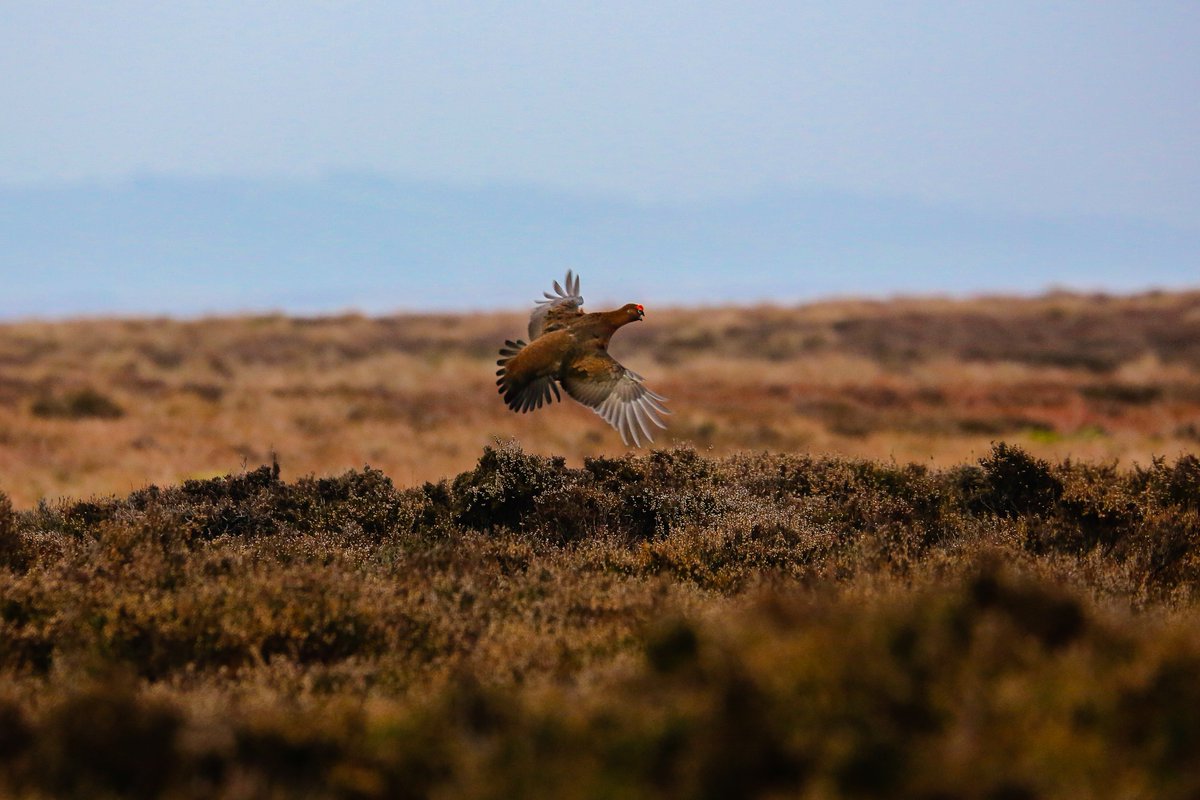 tomi_baikie's tweet photo. Took some photos of grouse when hiking in the peak district, taking a break from writing up labs @sheffielduni @cdtpv. #grouse #nature #peak @peakdistrict #birds #travel #NaturePhotography #photography #peat #flight #taking_off #bird #wild #peaks #sheffield https://t.co/27U9nSaFM4