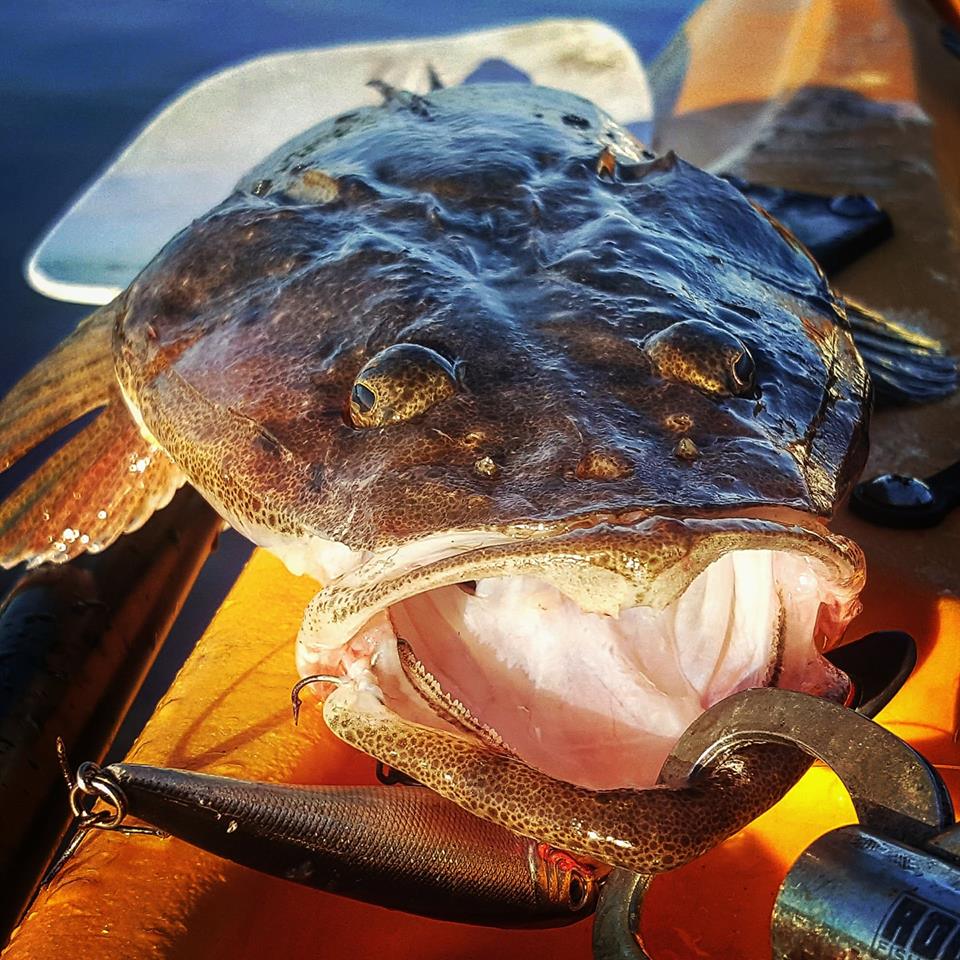 hookezeofficial's tweet photo. Thomas Peter caught this 65cm Flathead from his kayak at southern Moreton Bay.
#fishingaussiewaters #fishingaustralia #moretonbayfishing #flatheadfishing #flathead #lizardfishing #kayakfishing https://t.co/epW9z0PDJJ