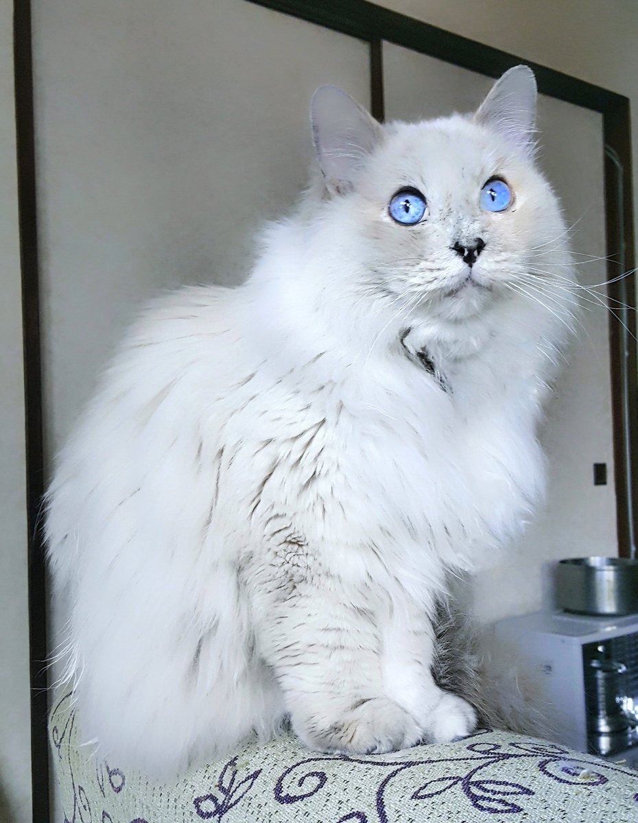 O Xrhsths ｓ Osada Sto Twitter エアコンの真下が好き サイベリアン サイベリアンキャット 猫 サイベリアンフォレスト種 毛長猫 青い瞳 Blue Eyes 青い目 Cats ネコ ねこ ネコチャン ねこちゃん にゃんこ ニャン T Co Pxfdedigwt