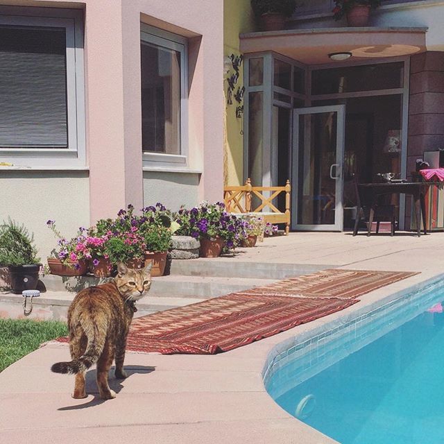 "Yep, I inherited this mansion after my owners tragically died in their sleep. No further questions. 😼" #koukineko by @pantervebicii
.
Royal Kittens are curated posts of our fans interacting with us on social media. Use our hashtag to get featured!
.… ift.tt/2rjCbdi