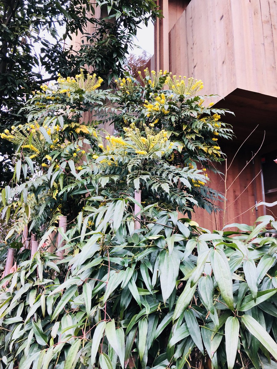 グレイスオブガーデン戸倉多未子 Auf Twitter ステキな玄関先 冬に華やぎのある花が咲く ヒイラギナンテン初めて良いなと思った 蜂が 心配だけど 意外と集まりやすい低木 下の写真は常に緑の葉が落ちない常緑クレマチス アーマンディ 春に甘い香りの花を