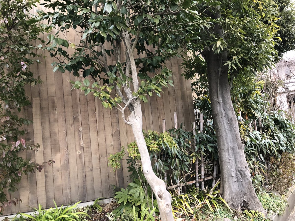 グレイスオブガーデン戸倉多未子 Auf Twitter ステキな玄関先 冬に華やぎのある花が咲く ヒイラギナンテン初めて良いなと思った 蜂が 心配だけど 意外と集まりやすい低木 下の写真は常に緑の葉が落ちない常緑クレマチス アーマンディ 春に甘い香りの花を