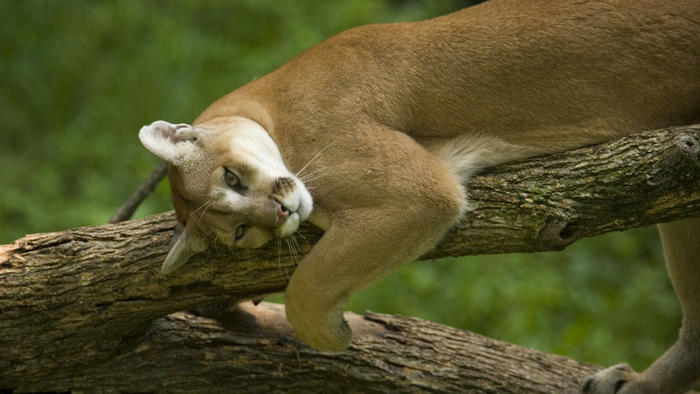 chitribsuburbs's tweet photo. Reports of a cougar spotted in a DuPage forest preserve have prompted an investigation by the Illinois Department of Natural Resources https://t.co/L7PKtiuYGM https://t.co/jJt7upEsBW
