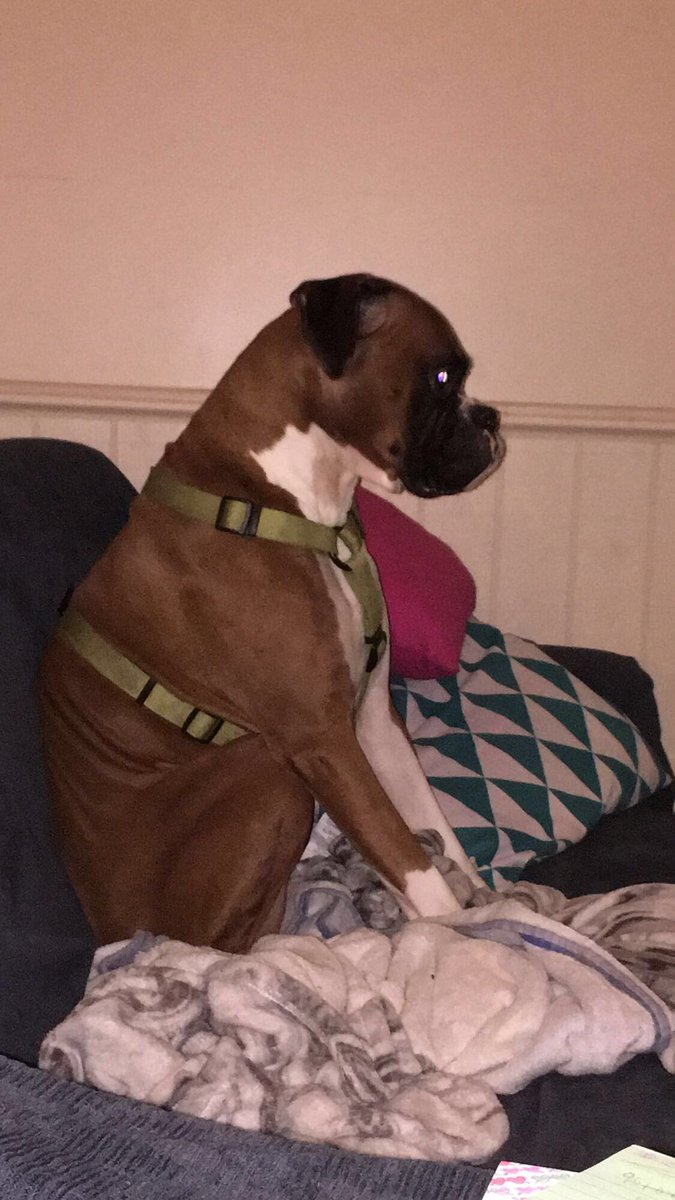 tinyy_hulk's tweet photo. @OfficialLivePD @LivePDNation @LivePdFans donโt mess with his show, heโs ready to catch bad guys too ๐๐คฃ #notflex #LivePD #LivePDNation #LivePDWatchParty https://t.co/HC2d9Euhwd