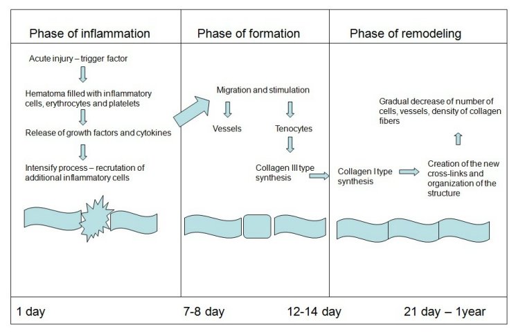 PhysioMeScience's tweet photo. Tendon - function related structure, simple healing process and mysterious ageing.

https://t.co/Lhzwg4WKBG https://t.co/65pxBIiyMK