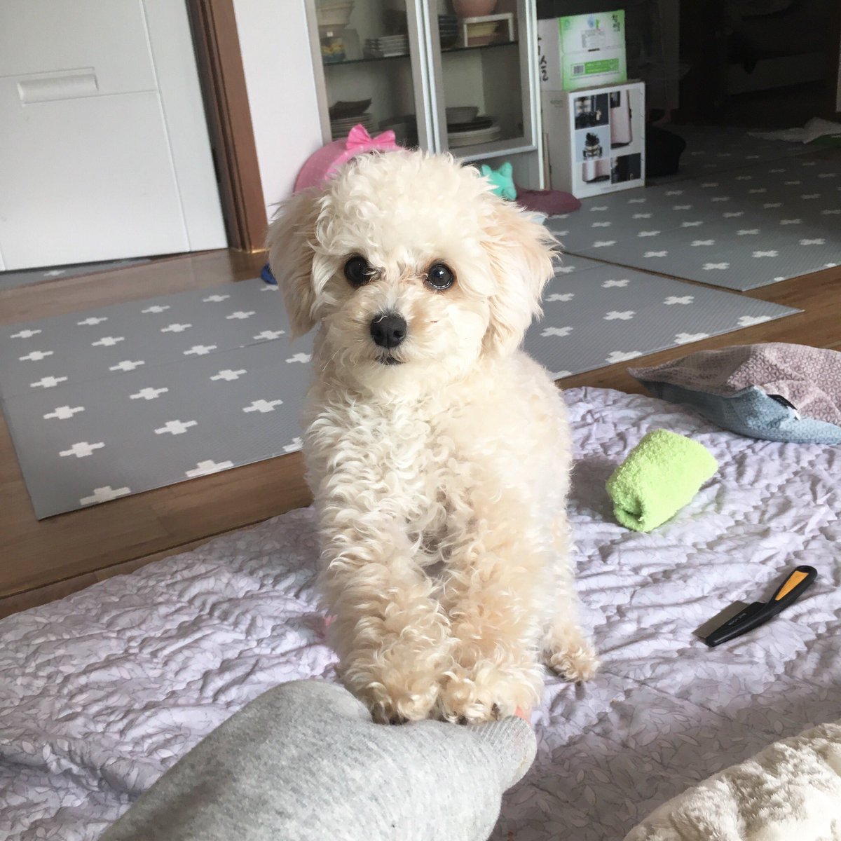 youboos2's tweet photo. 한 발 줬는데 사진 찍느라 반응 없으니까 눈치 보면서 양발 다 줌ㅋㅋㅋㅋㅋㅋㅋㅋㅋㅋㅋㅋㅋㅋ https://t.co/H6ruNXFtHB