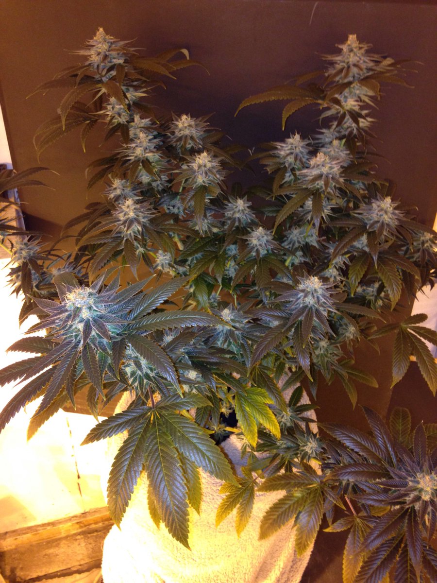 SkunkbeardGenet's tweet photo. Trainwreck getting its fade on in week seven turning into that dark black leaf #Trainwreck #SkunkBeardgenetics
#cannabismedical https://t.co/LJViFUrX0H
