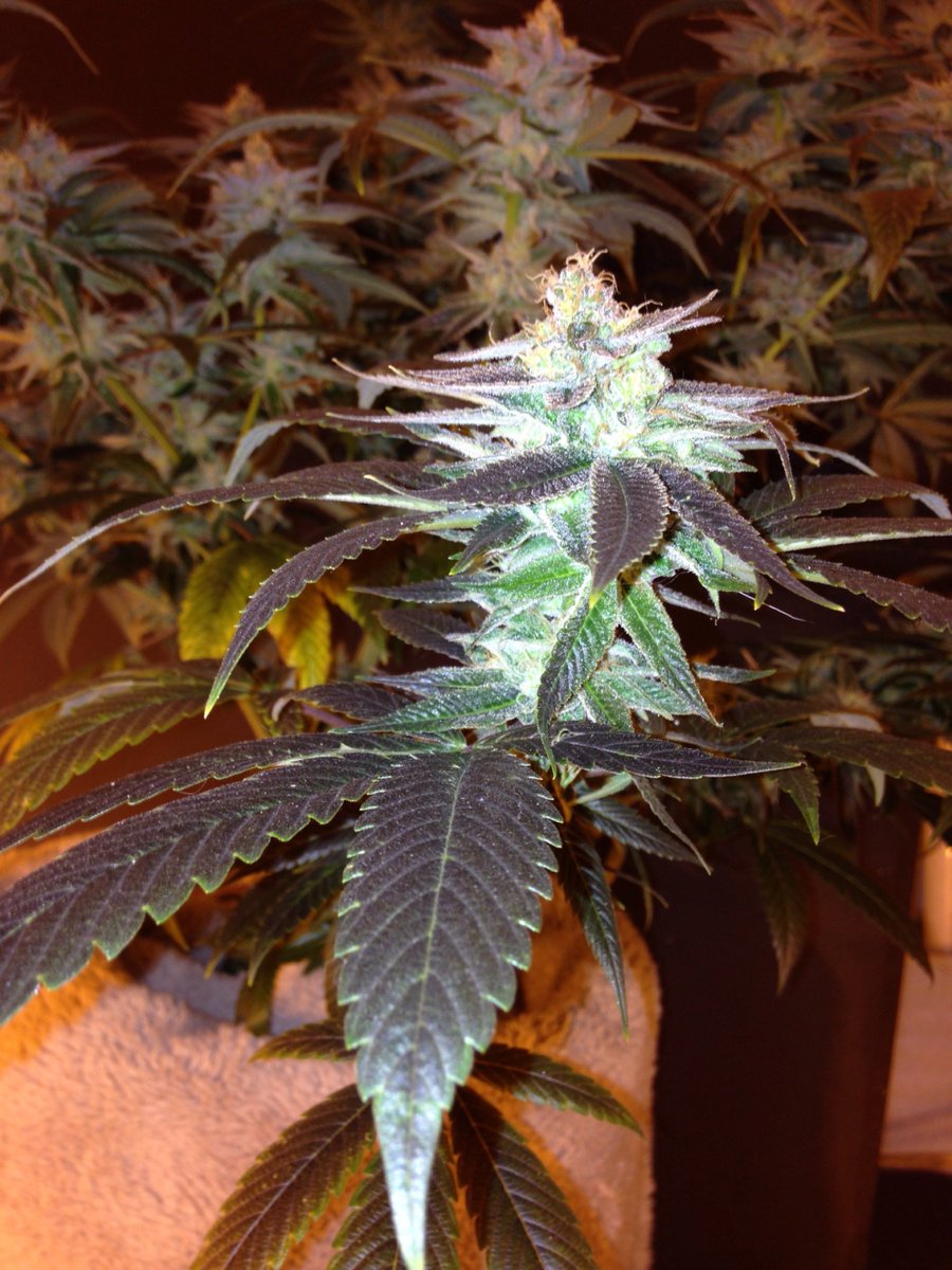 SkunkbeardGenet's tweet photo. Trainwreck getting its fade on in week seven turning into that dark black leaf #Trainwreck #SkunkBeardgenetics
#cannabismedical https://t.co/LJViFUrX0H