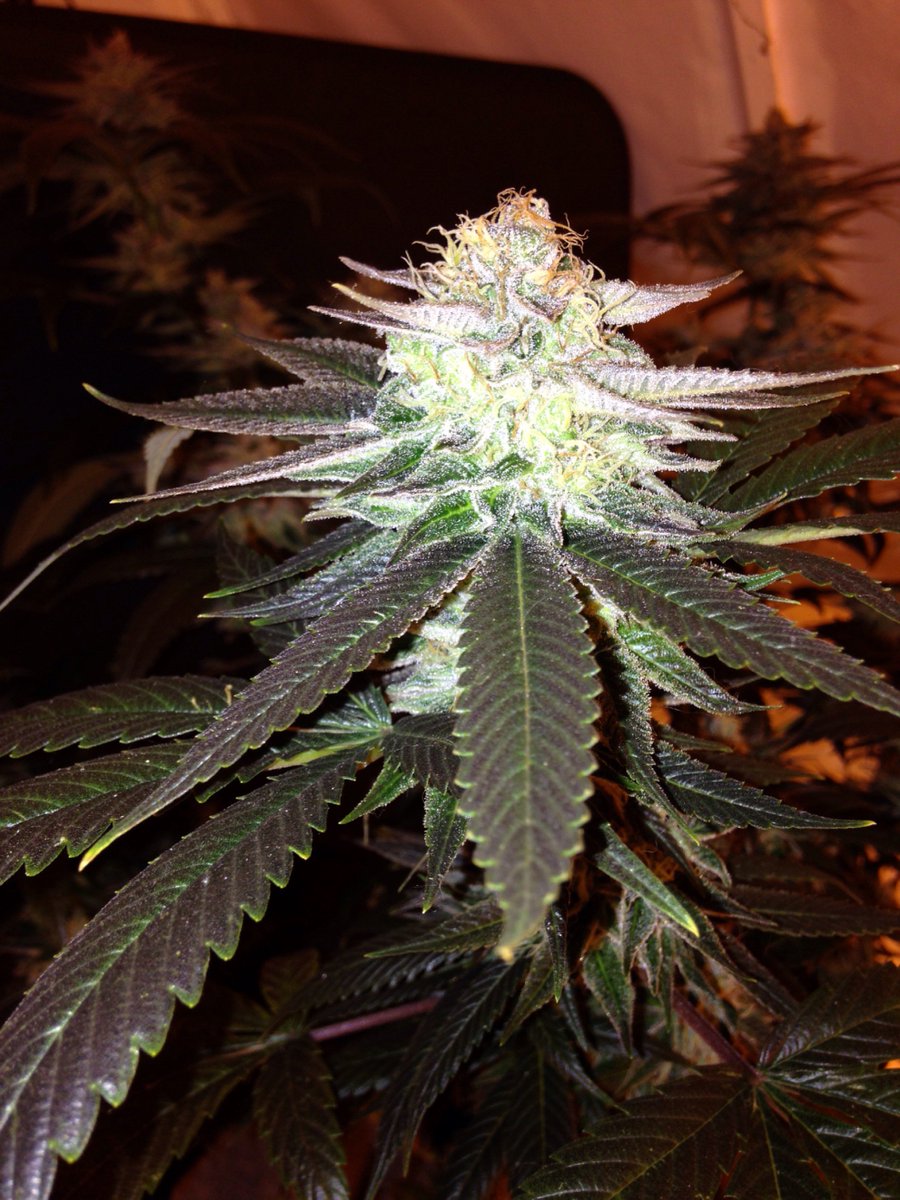 SkunkbeardGenet's tweet photo. Trainwreck getting its fade on in week seven turning into that dark black leaf #Trainwreck #SkunkBeardgenetics
#cannabismedical https://t.co/LJViFUrX0H