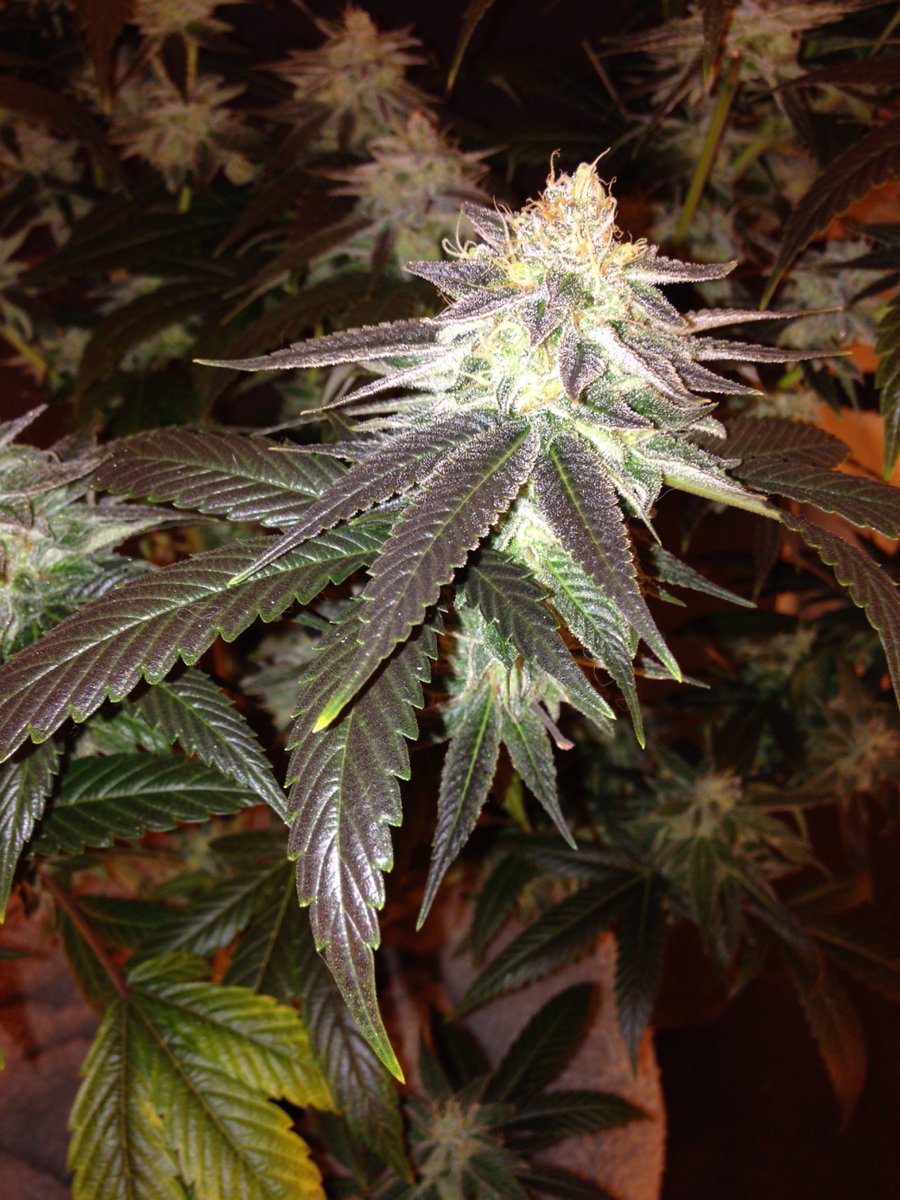 SkunkbeardGenet's tweet photo. Trainwreck getting its fade on in week seven turning into that dark black leaf #Trainwreck #SkunkBeardgenetics
#cannabismedical https://t.co/LJViFUrX0H