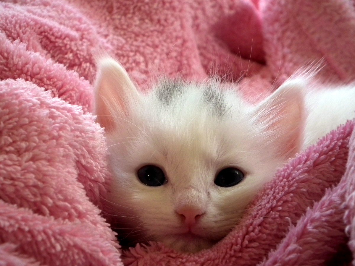 CutePetBaby's tweet photo. Cat lovers like us know that cats are not only poised and elegant animals, but lovable and adorable as well! #calicocat #whitecat #feralcat #catfacts #tabbycat #cat #cutecats #babycat #cutebet #cutepet #pets #kittens #bengalcat #catbreeds #catnames #typesofcats #lovecat #animals https://t.co/LZu2Z7FEFa