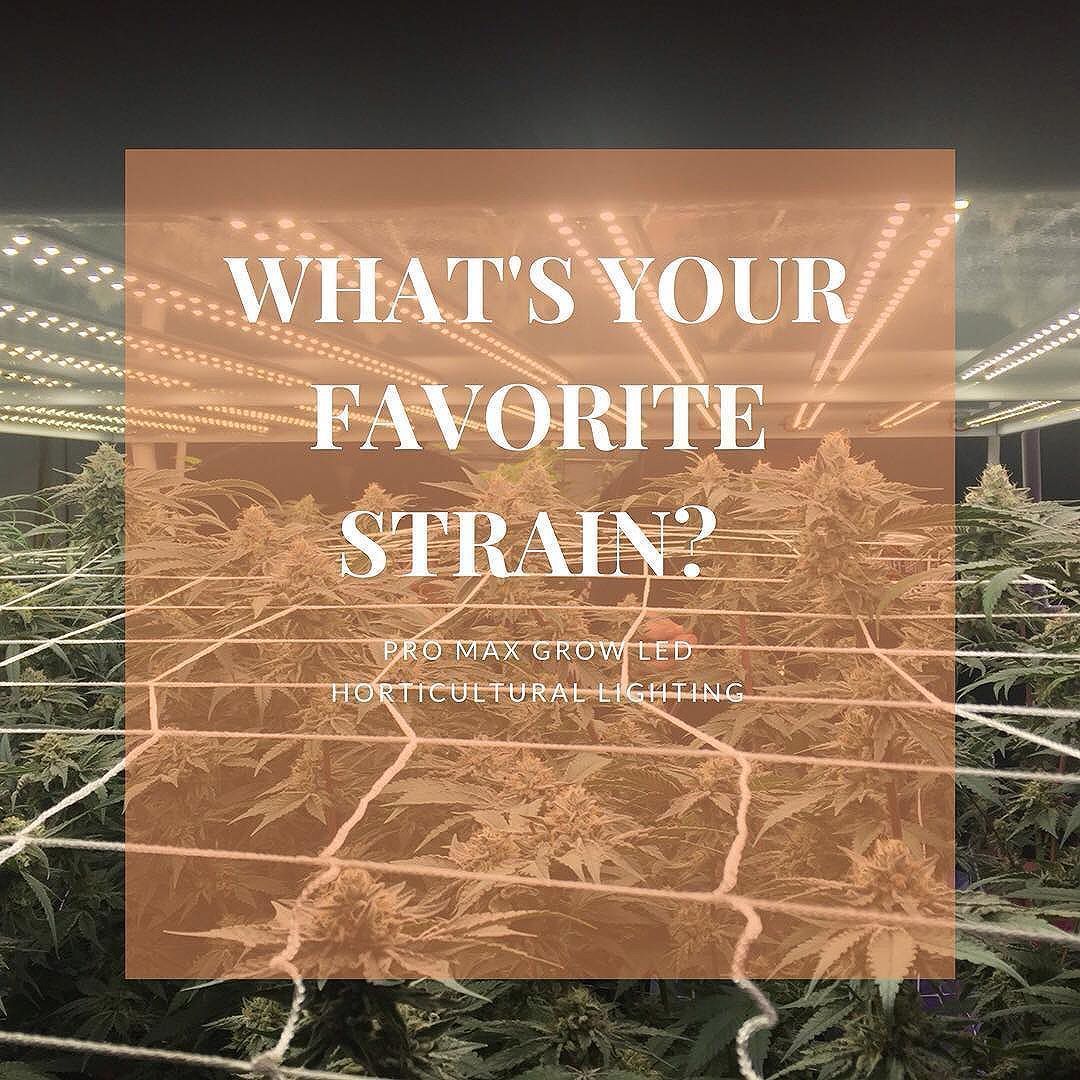 What's your favorite strain? #lemonhaze #blueberry #ogkush #sourdiesel #bluedream #gscookies #whitewidow  #ak47 #trainwreck #durbanpoison