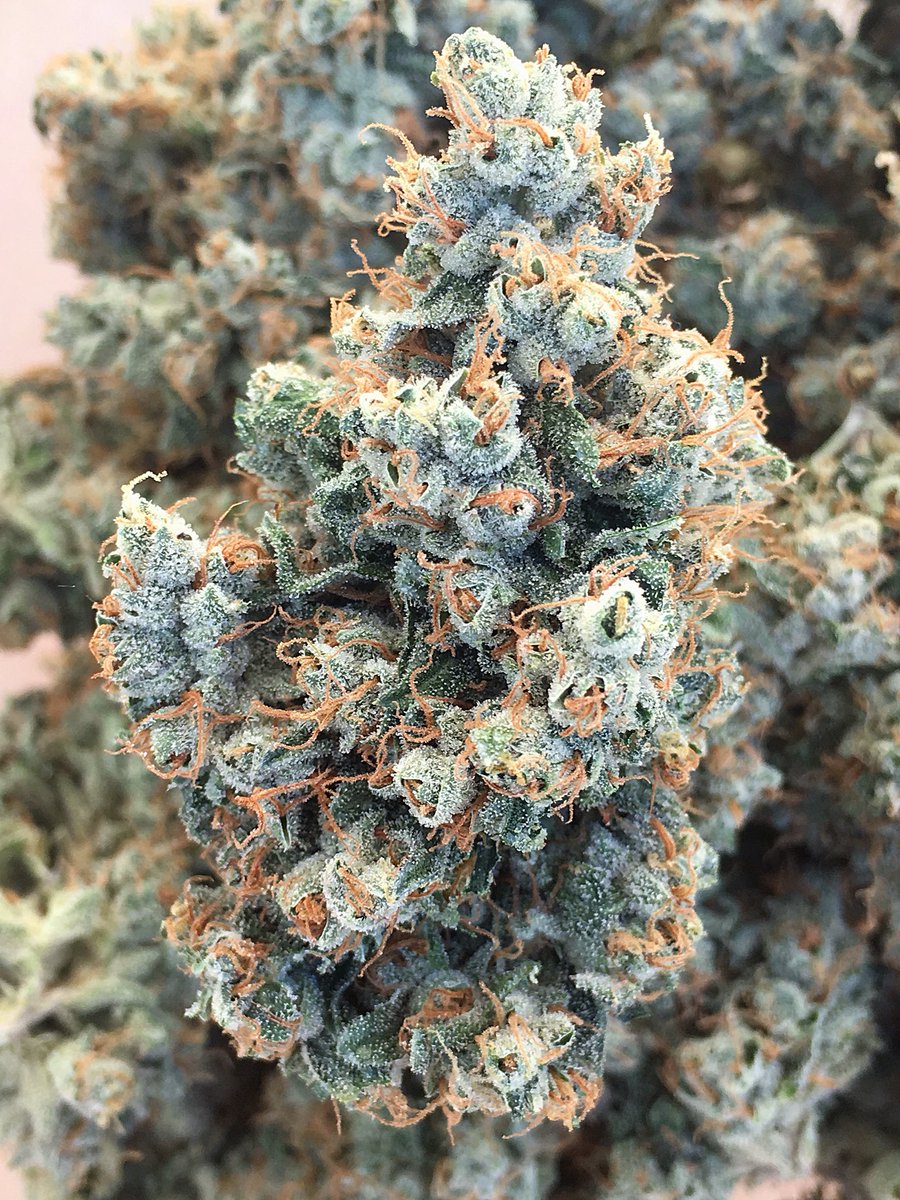 MJTendersociety's tweet photo. 🦍🕴🏼Gorilla OG 🦍🕴🏼
Amazing colors on the hairs on these nugs with a crazy gas⛽️fumes 👃🏼Kudos to @going_green_og for some🔥 light dep🍁☀️💡 #weed https://t.co/BnJhyPffnP