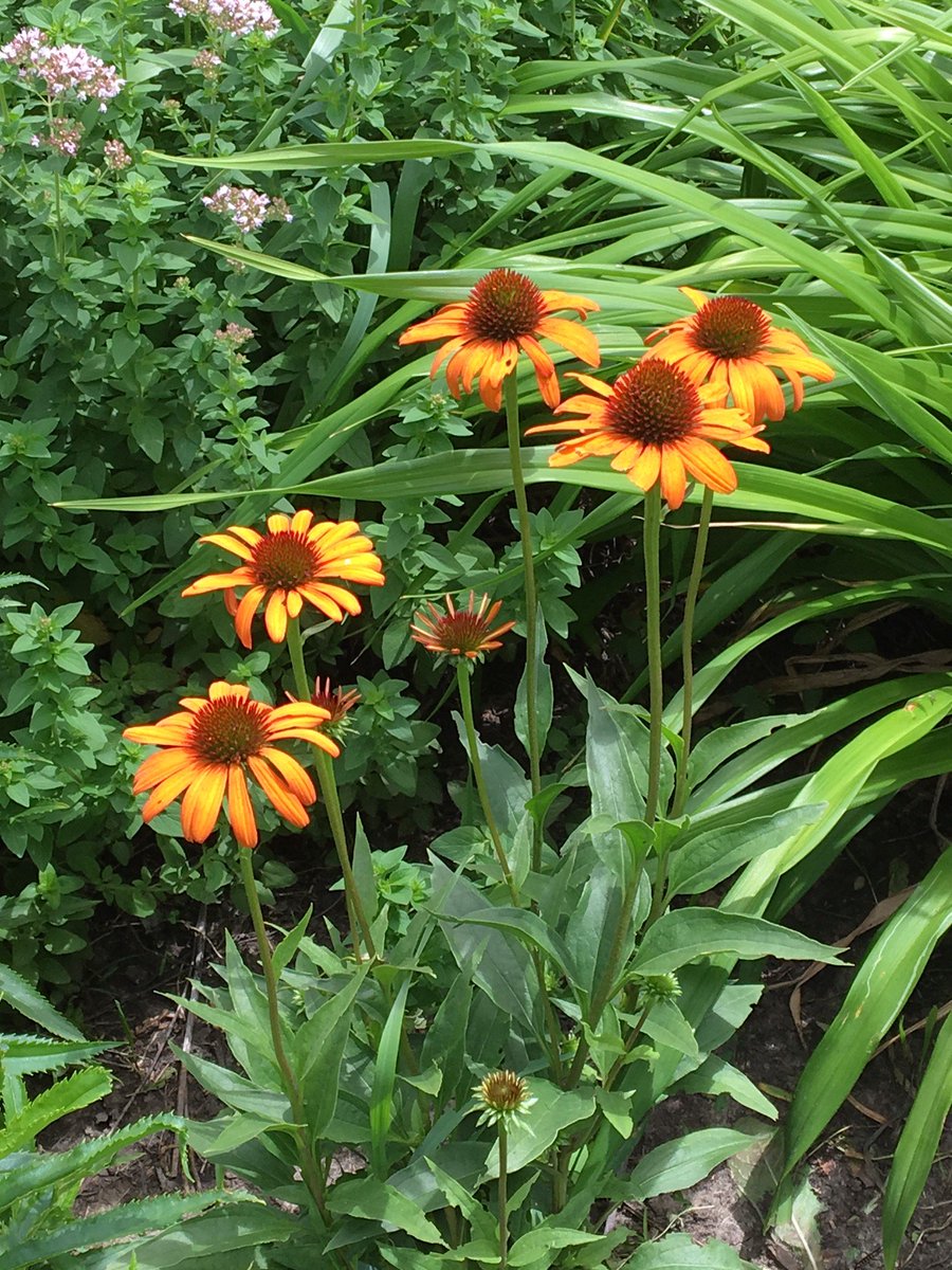 Ray Wolf 🇨🇭🇨🇦 🇩🇰 🇬🇱 tweet media