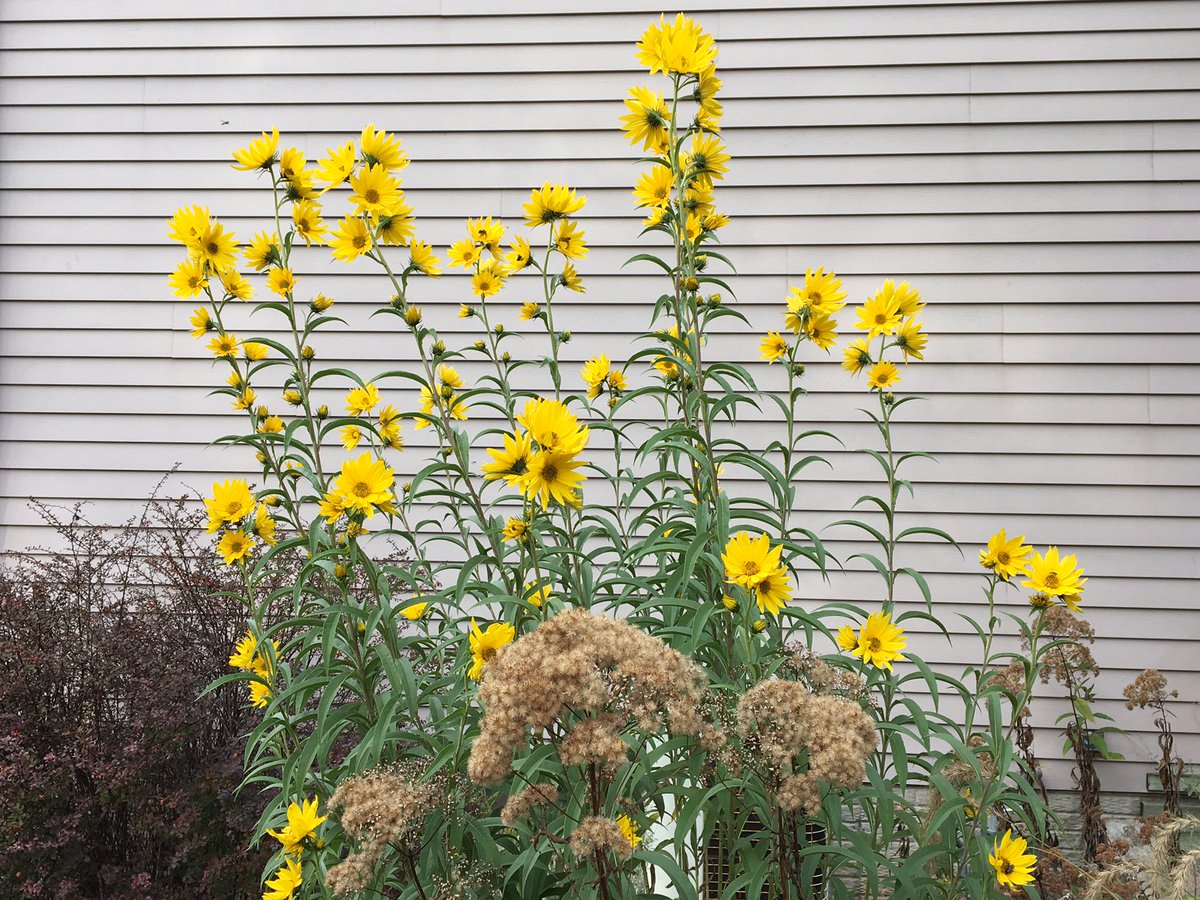 Ray Wolf 🇨🇭🇨🇦 🇩🇰 🇬🇱 tweet media