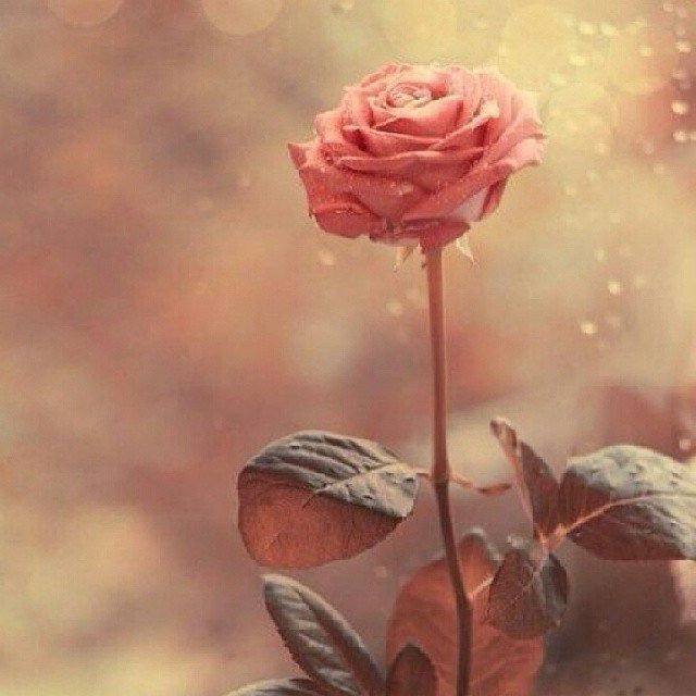 <a href="/f3133f3133/">القلم الجريء</a> صباح الأنوار ... اللهم آمين يارب العالمين 🙏🌹💐🍃